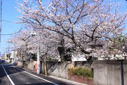桜03.JPG