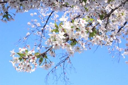 桜04.JPG