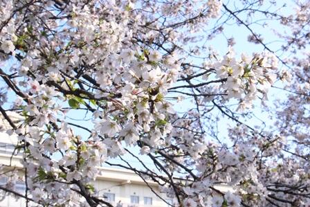 桜02.JPG